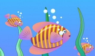 怎么防止鱼养成老头鱼（怎么避免老头鱼）