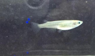 如何催母鱼抱卵 如何催母鱼抱卵视频