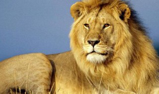 狮子族群如何繁衍 狮子如何繁衍后代