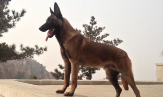 马犬怎么训练听话（马犬几个月训练最好）