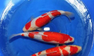 如何杀死锦鲤身上的寄生虫（锦鲤如何杀内寄生虫）