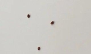 屋里很多小飞虫怎么回事 屋里很多小飞虫怎么回事图片