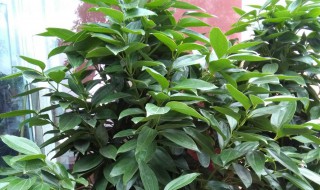 怎么让快枯死的平安树复活（平安树枯死还能复活吗?）