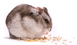 紫仓鼠怎么养 紫仓鼠适合新手养吗