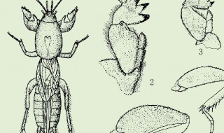 蝼蛄怎么养（蝼蛄的养殖技术）