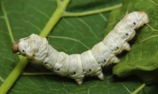 如何辨认蚕是公是母（如何辨认蚕是公是母视频）