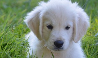 怎么区别公母狗的区别 怎么区别公母狗的区别图片