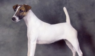 狗的梗是什么意思 有关狗的梗