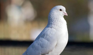 怎么防止幼鸽被踩死（种鸽踩死乳鸽怎回事）