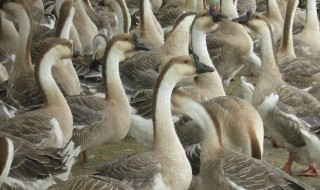 狮头鹅公母区别 狮头鹅公母区别图