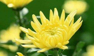 菊花早上晚上中午的变化过程 菊花早上中午晚上有什么变化