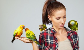 牡丹鹦鹉冬天怎么过冬啊 牡丹鹦鹉冬天怎么过冬啊视频