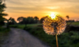 优美语句（优美语句摘抄）