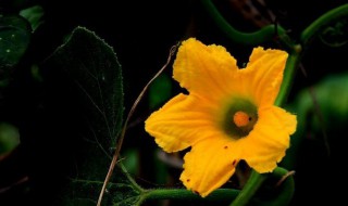 南瓜的花怎么做好吃（南瓜的花怎么做好吃视频）