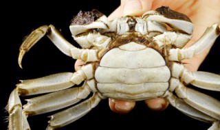 螃蟹死了怎么保存 活的螃蟹怎么储存