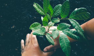 植树节的寄语 植树节的寄语30字