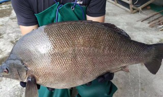 海鲈鱼和淡水鲈鱼哪个好吃 海鲈鱼和淡水鲈鱼哪个贵