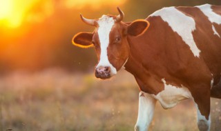 牛瘪汤是什么（牛瘪汤是什么味道）