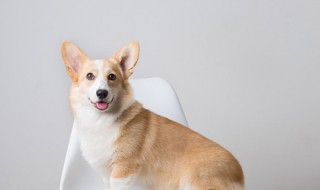 周公解梦梦见狗向自己叫 周公解梦梦见狗向自己叫来