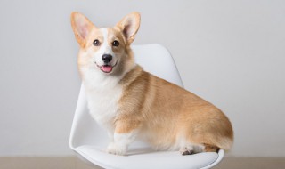 九四年属什么 九四年属什么今年多大了