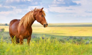 02年属什么（02年属什么命）