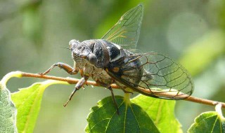 关于知了的资料（关于知了的资料介绍）