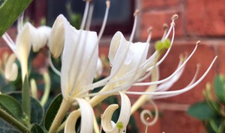 金银花养多长时间会开花(金银花要种几年能开花)