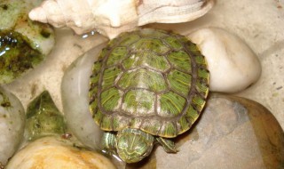 乌龟住在哪?（乌龟住在哪里）