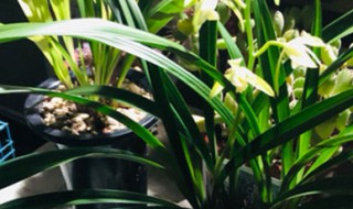 兰花和君子兰用一样的土可以吗(君子兰土和兰花土有什么区别)