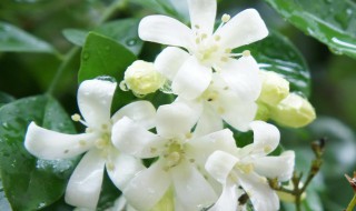 花蕾是花的某一部分吗 花蕾是花的某一部分吗英语