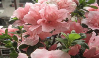 西洋鹃什么时候移栽 西洋鹃什么时候移栽比较好