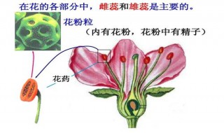 被子植物花的结构中最主要的部分是 被子植物花的基本结构特点