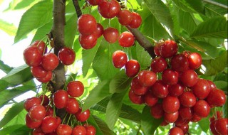 樱桃树抹白石灰什么时候抹（樱桃树抹白石灰什么时候抹最好）