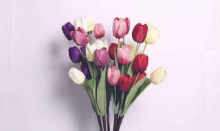 属兔的鼠年家里摆设什么花好（鼠兔的适合养什么花）