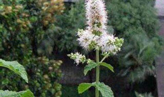 什么时候种香草种子 香草什么时间种