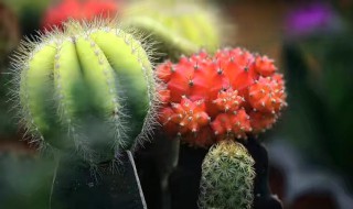 仙人掌有哪些品种 小型仙人掌有哪些品种