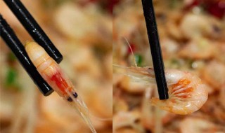 白米虾熟的放冷冻可以吗（白米虾熟的放冷冻可以吗能吃吗）