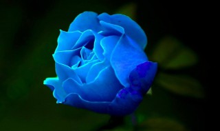 蓝色妖姬玫瑰花怎么种出来的 蓝色妖姬玫瑰花好养吗