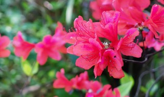 杜鹃花的名字也叫映山红吗 杜鹃花也叫映山红吗?