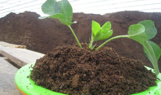 怎样制作花的营养土（怎样制作花的营养土视频）