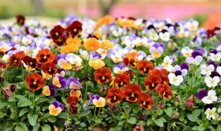 四月份的花有哪些能开（四月份开的花都有什么）