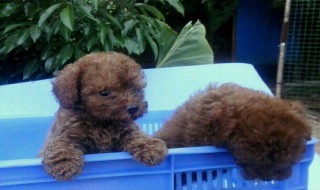 小泰迪什么时候长的最快 泰迪狗狗什么时候长的最快