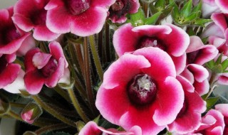 大岩桐花的饲养方法