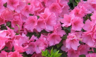 春天的盛开的花有哪些 春天的盛开的花有哪些名字