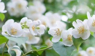 有关茉莉花的知识 有关茉莉花的知识有哪些