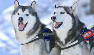 哈士奇怎么养（40天的哈士奇怎么养）