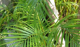 凤尾竹怎么养（凤尾竹怎么养才长得好）