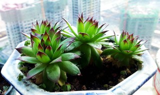 观音莲怎么养 观音莲怎么养爆盆修剪视频