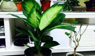 万年青怎么养(万年青怎么养护)