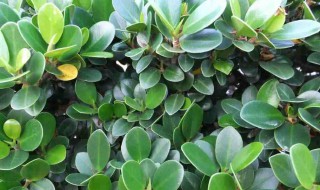 摇钱树怎么养 摇钱树怎么养才能更旺盛